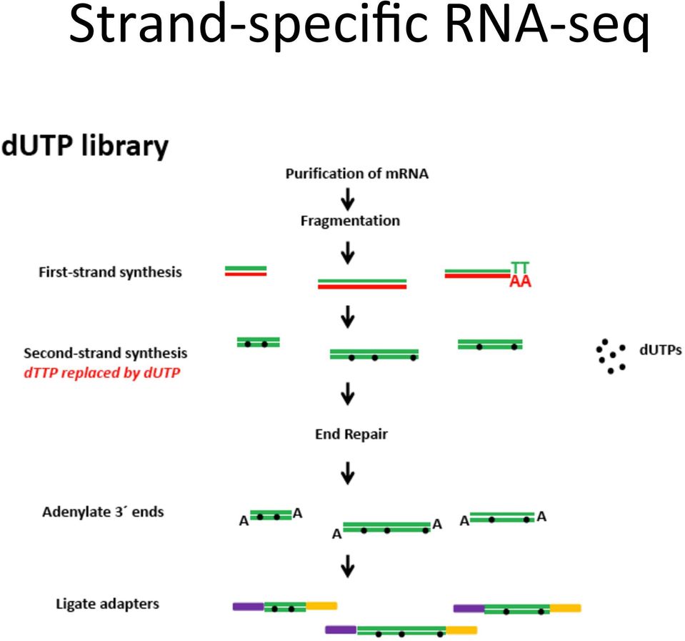 RNA- seq
