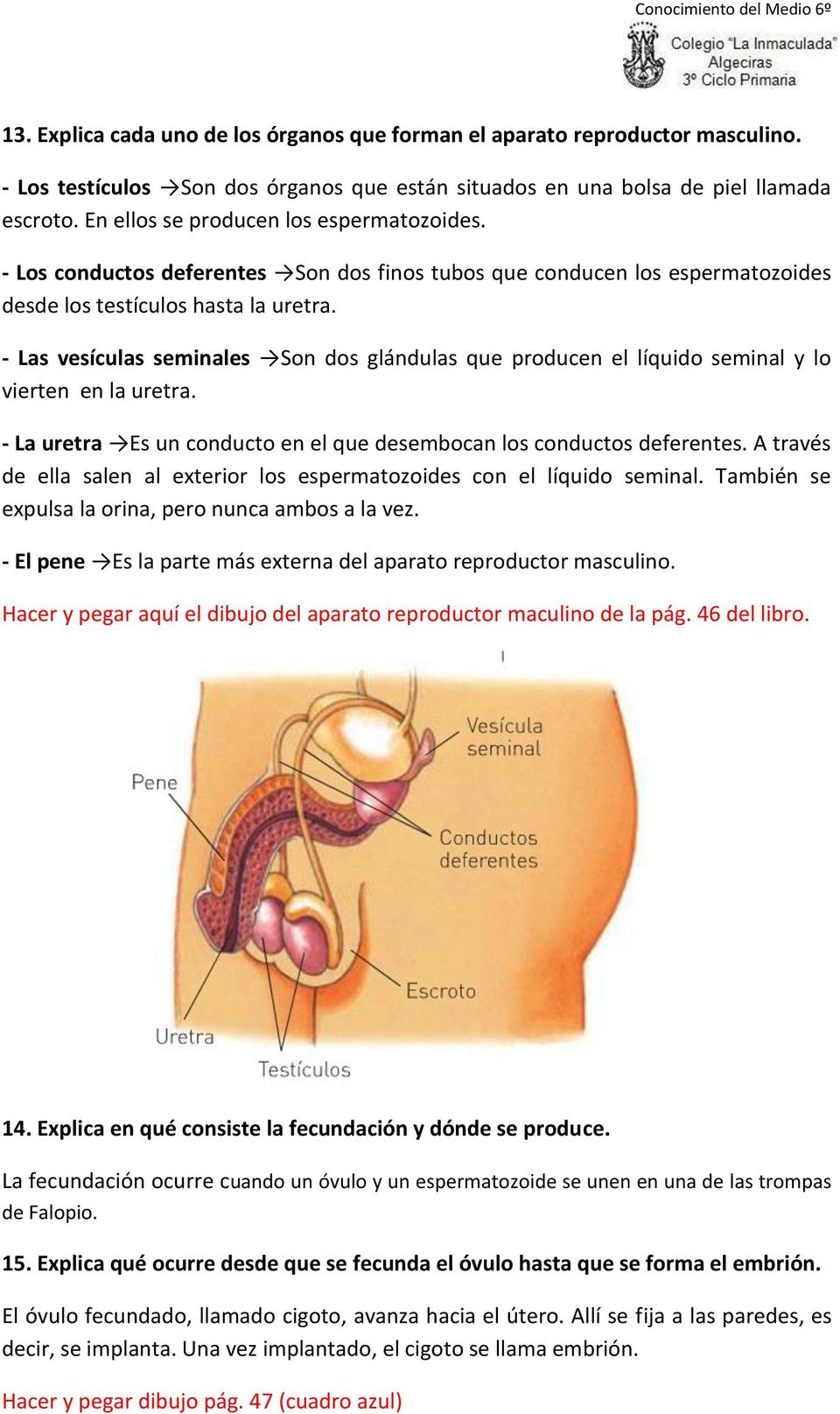 - Las vesículas seminales Son dos glándulas que producen el líquido seminal y lo vierten en la uretra. - La uretra Es un conducto en el que desembocan los conductos deferentes.