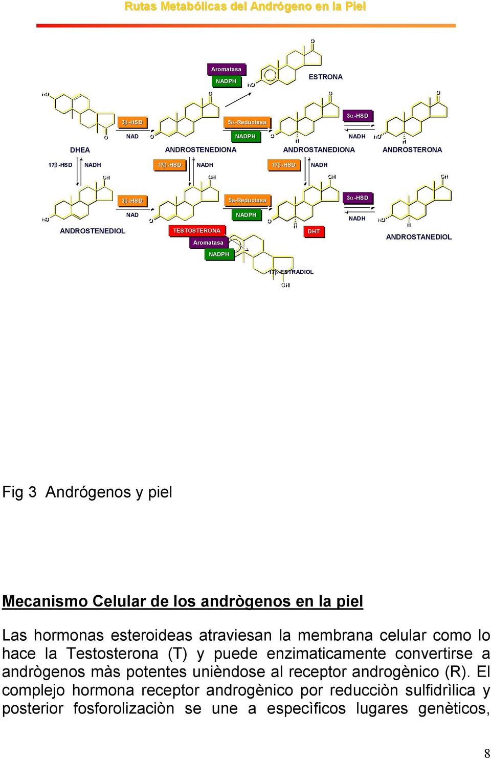 Celular de los andrògenos en la piel Las hormonas esteroideas atraviesan la membrana celular como lo hace la Testosterona (T) y puede enzimaticamente convertirse a andrògenos màs
