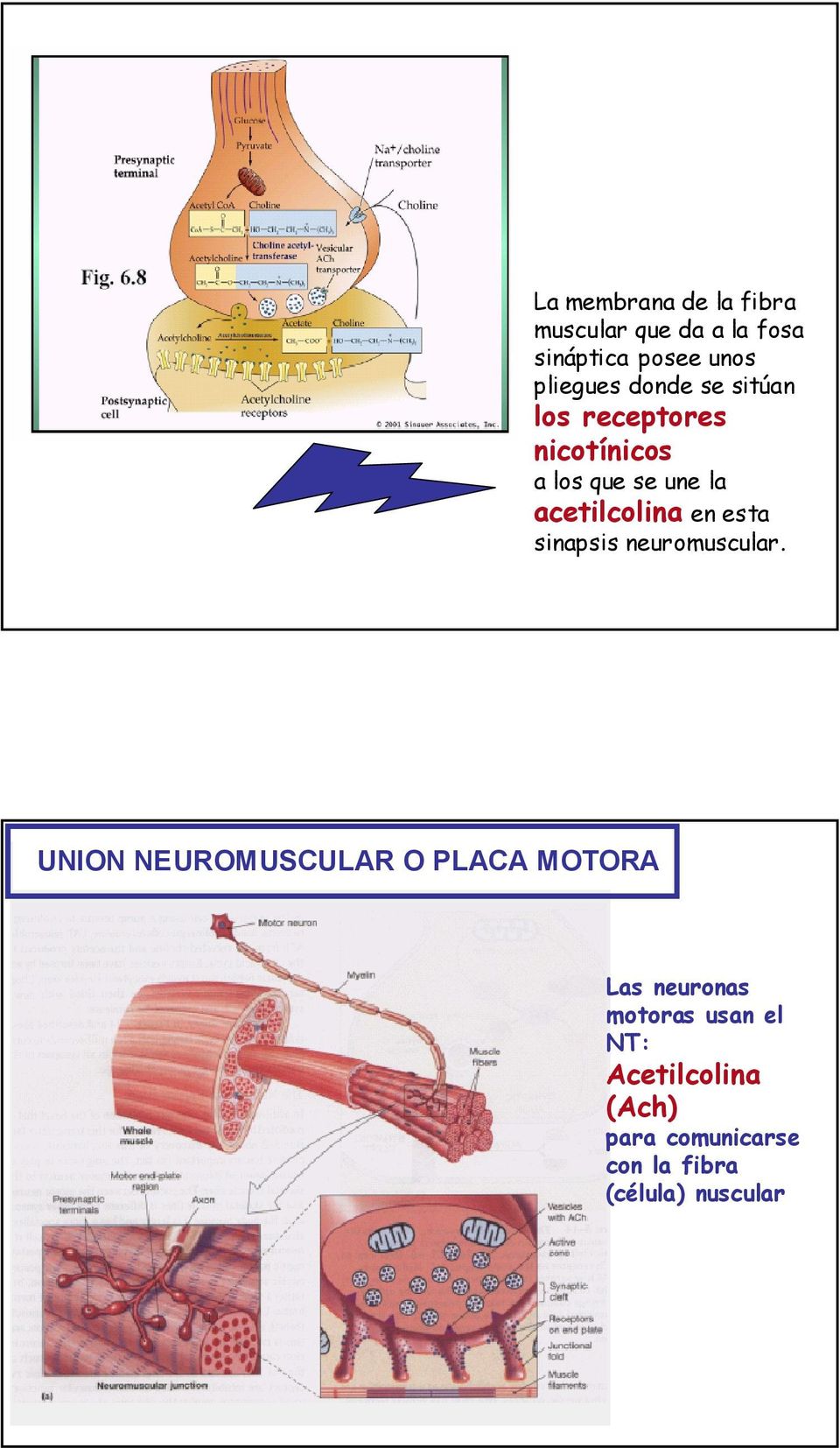 esta sinapsis neuromuscular.