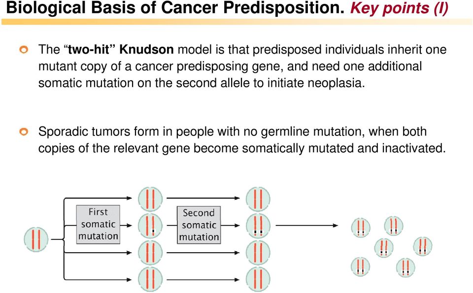 of a cancer predisposing gene, and need one additional somatic mutation on the second allele to