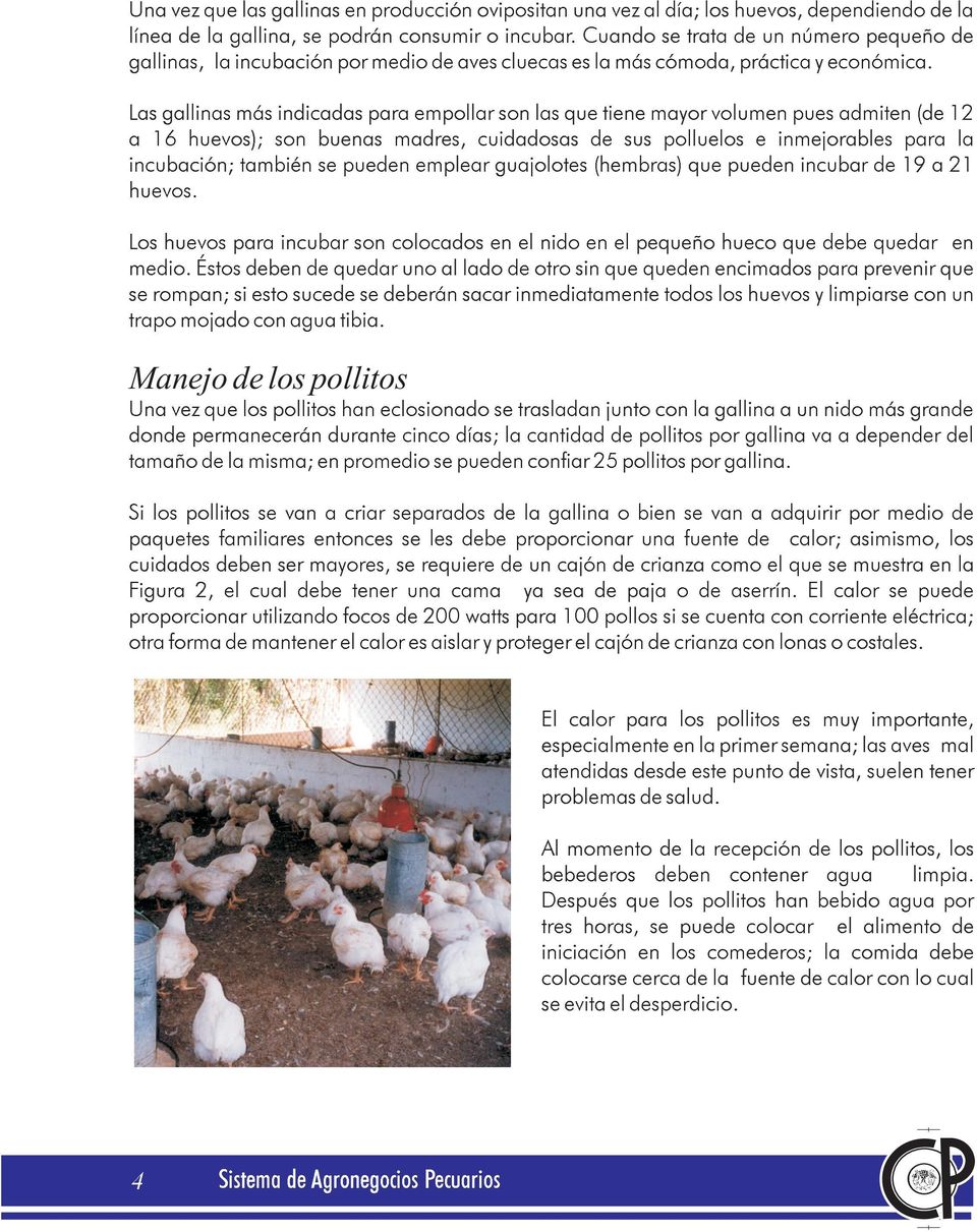 Las gallinas más indicadas para empollar son las que tiene mayor volumen pues admiten(de 12 a 16 huevos); son buenas madres, cuidadosas de sus polluelos e inmejorables para la incubación; también se
