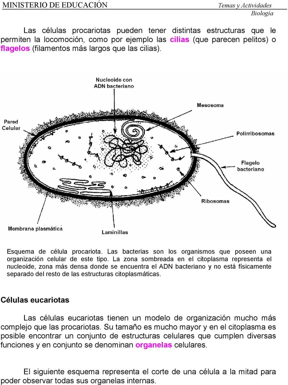 La zona sombreada en el citoplasma representa el nucleoide, zona más densa donde se encuentra el ADN bacteriano y no está físicamente separado del resto de las estructuras citoplasmáticas.