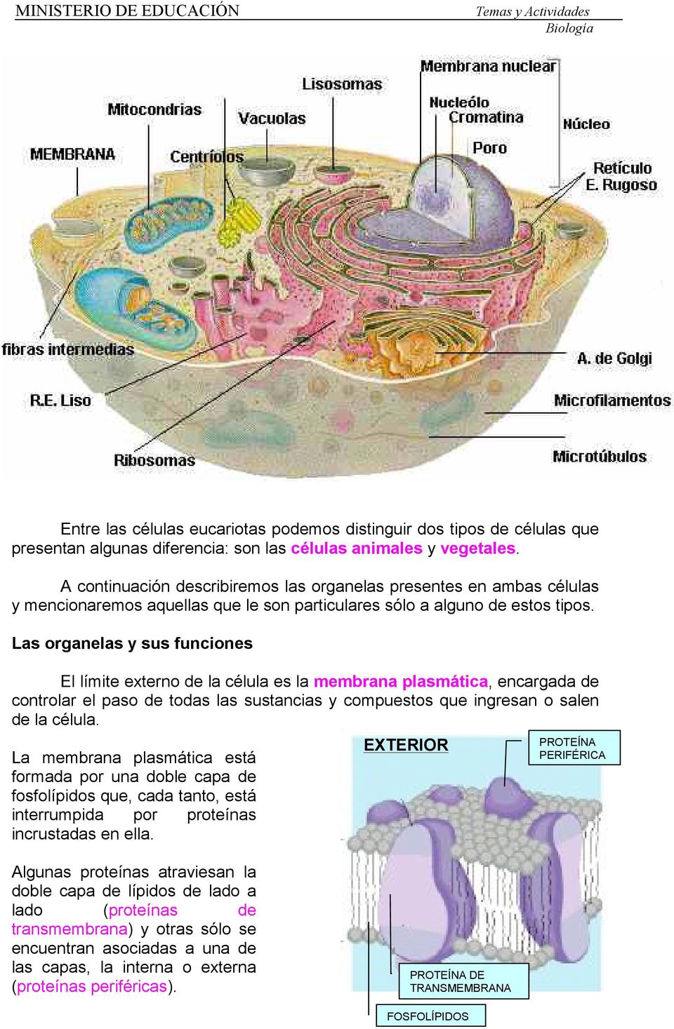 Las organelas y sus funciones El límite externo de la célula es la membrana plasmática, encargada de controlar el paso de todas las sustancias y compuestos que ingresan o salen de la célula.