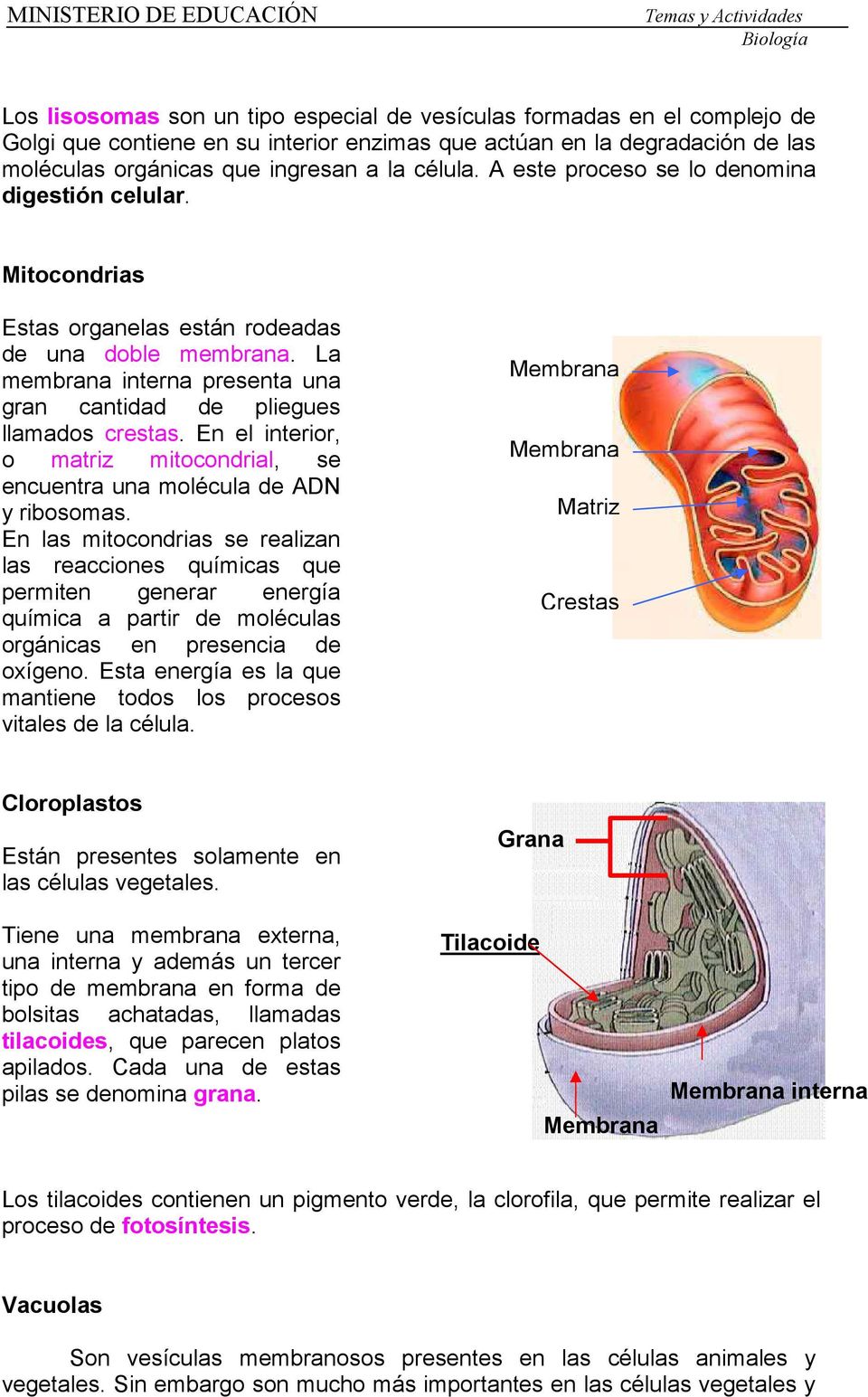 En el interior, o matriz mitocondrial, se encuentra una molécula de ADN y ribosomas.