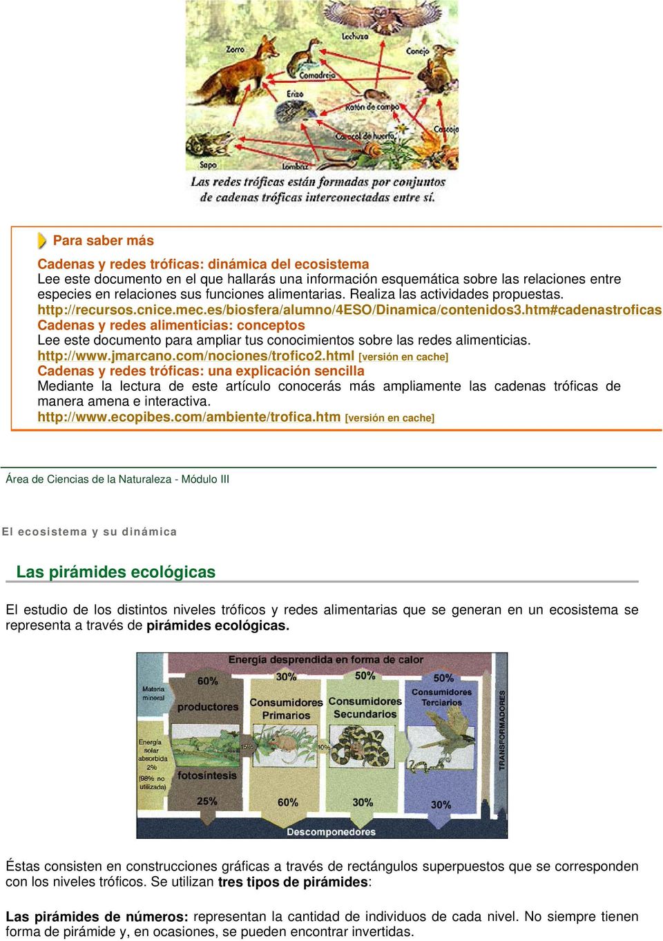 htm#cadenastroficas Cadenas y redes alimenticias: conceptos Lee este documento para ampliar tus conocimientos sobre las redes alimenticias. http://www.jmarcano.com/nociones/trofico2.