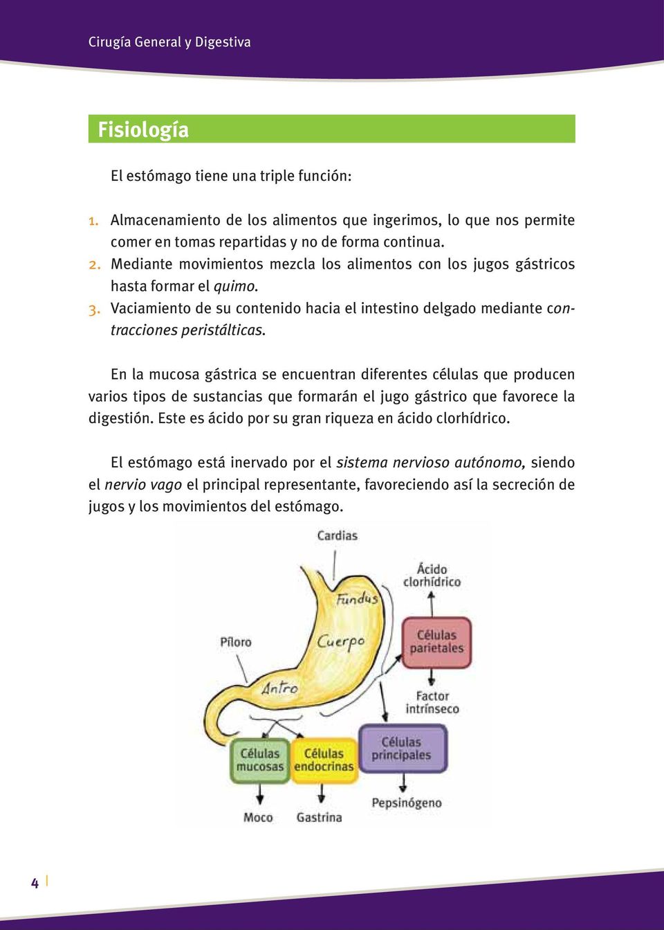 Mediante movimientos mezcla los alimentos con los jugos gástricos hasta formar el quimo. 3. Vaciamiento de su contenido hacia el intestino delgado mediante contracciones peristálticas.