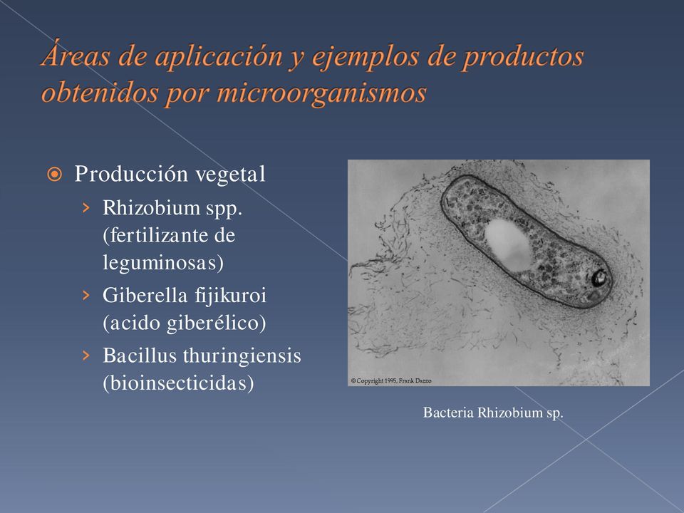fijikuroi (acido giberélico) Bacillus