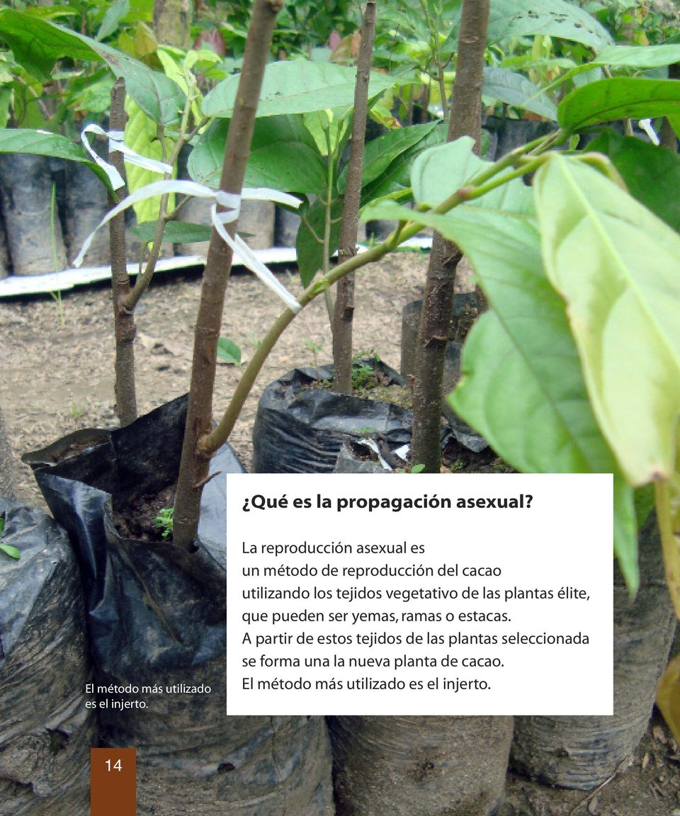 vegetativo de las plantas élite, que pueden ser yemas, ramas o estacas.