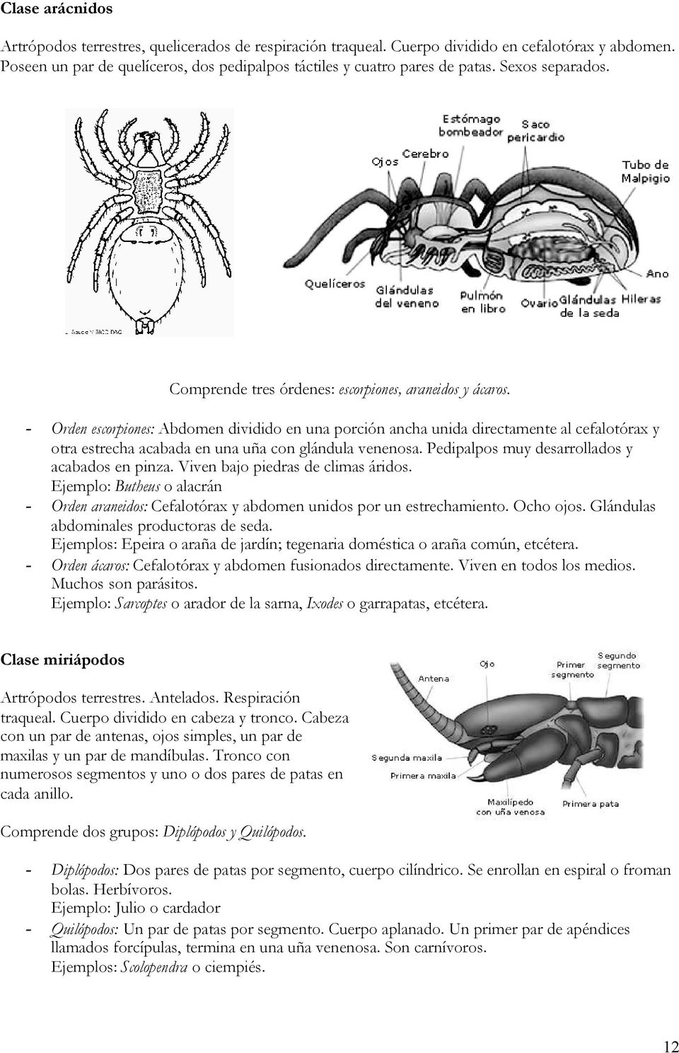 - Orden escorpiones: Abdomen dividido en una porción ancha unida directamente al cefalotórax y otra estrecha acabada en una uña con glándula venenosa. Pedipalpos muy desarrollados y acabados en pinza.