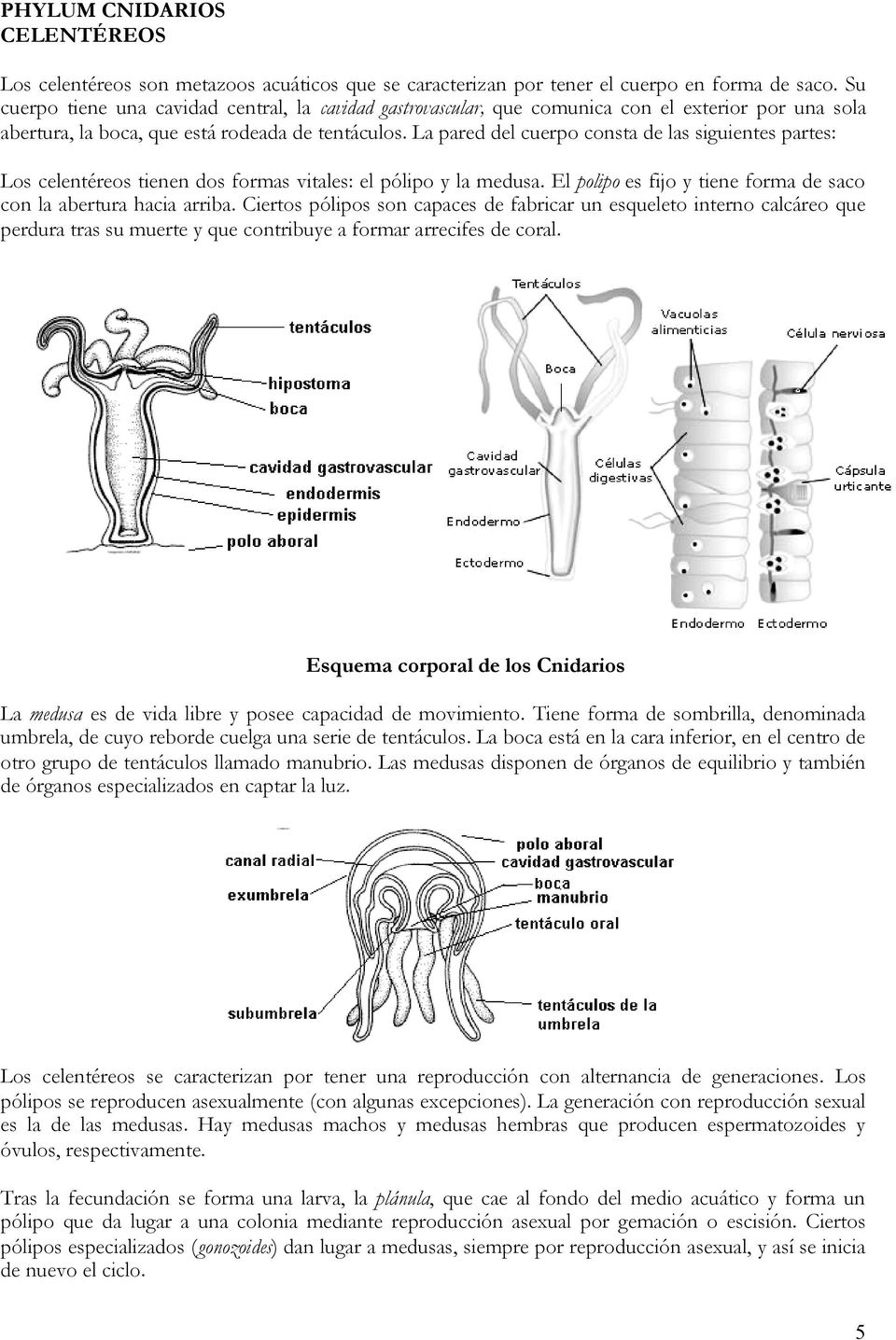 La pared del cuerpo consta de las siguientes partes: Los celentéreos tienen dos formas vitales: el pólipo y la medusa. El polipo es fijo y tiene forma de saco con la abertura hacia arriba.