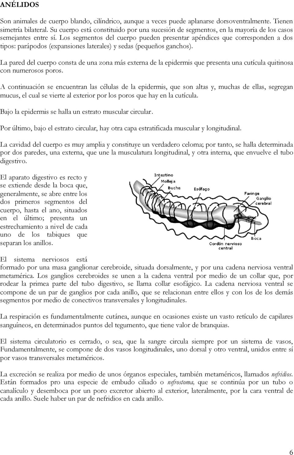 Los segmentos del cuerpo pueden presentar apéndices que corresponden a dos tipos: parápodos (expansiones laterales) y sedas (pequeños ganchos).
