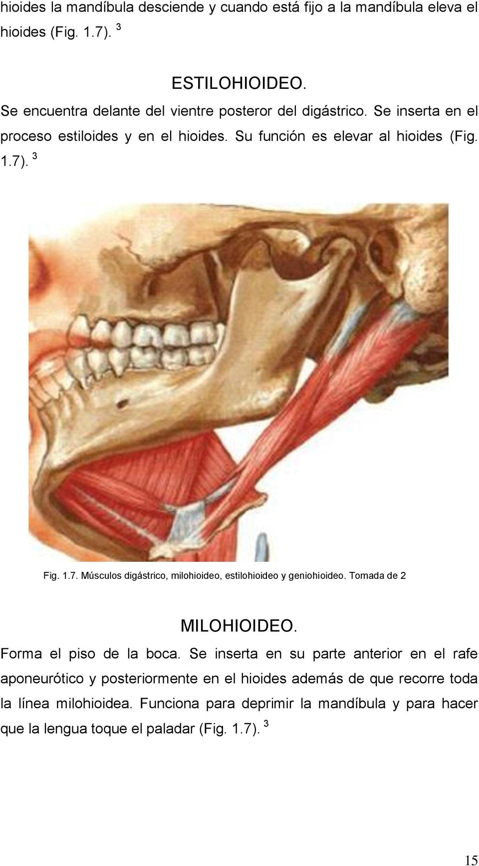 3 Fig. 1.7. Músculos digástrico, milohioideo, estilohioideo y geniohioideo. Tomada de 2 MILOHIOIDEO. Forma el piso de la boca.