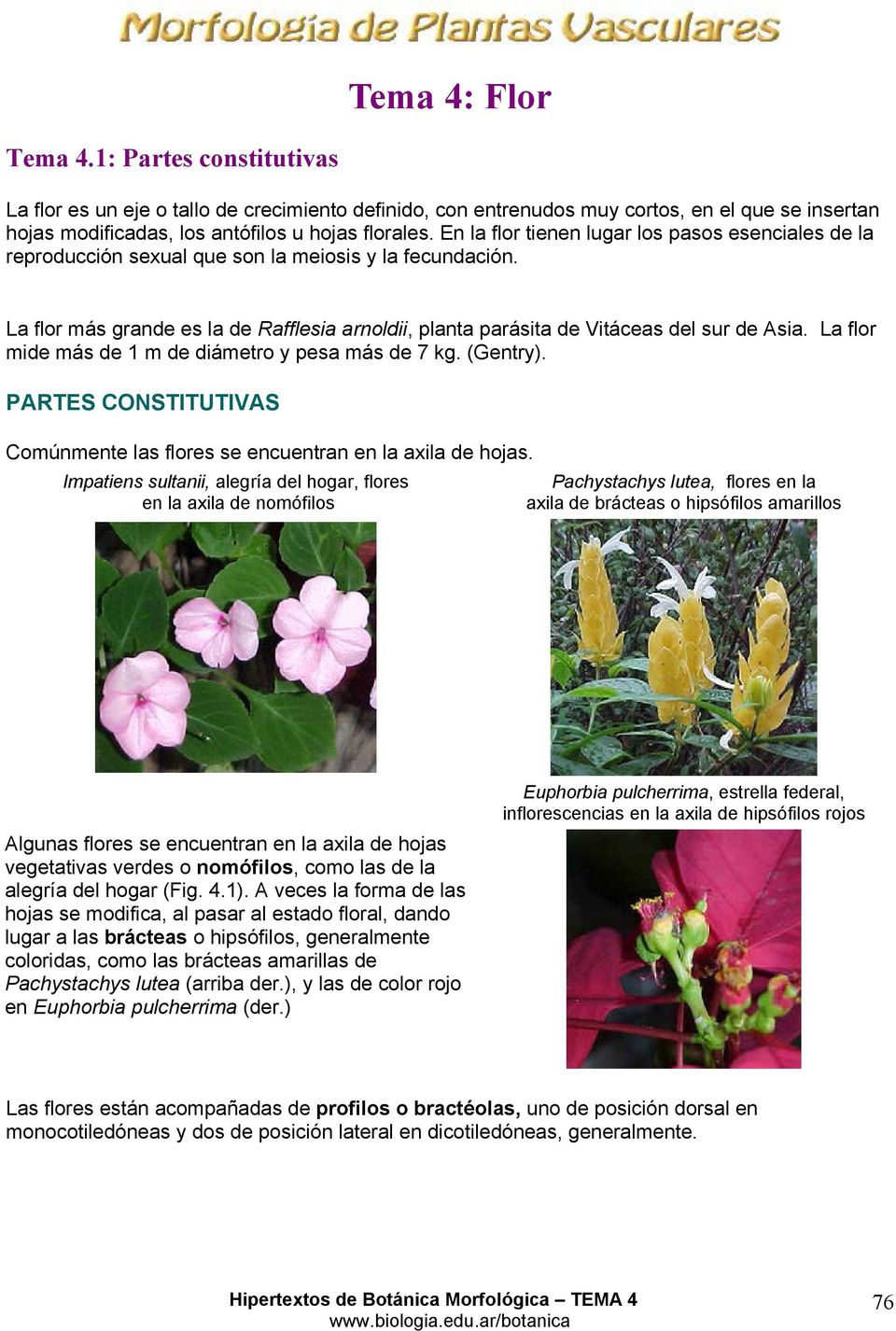 Tema 4: Flor. Tema : Partes constitutivas PARTES CONSTITUTIVAS - PDF  Free Download