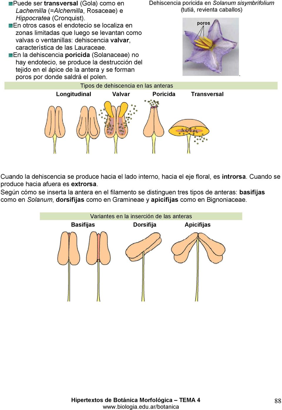 En la dehiscencia poricida (Solanaceae) no hay endotecio, se produce la destrucción del tejido en el ápice de la antera y se forman poros por donde saldrá el polen.
