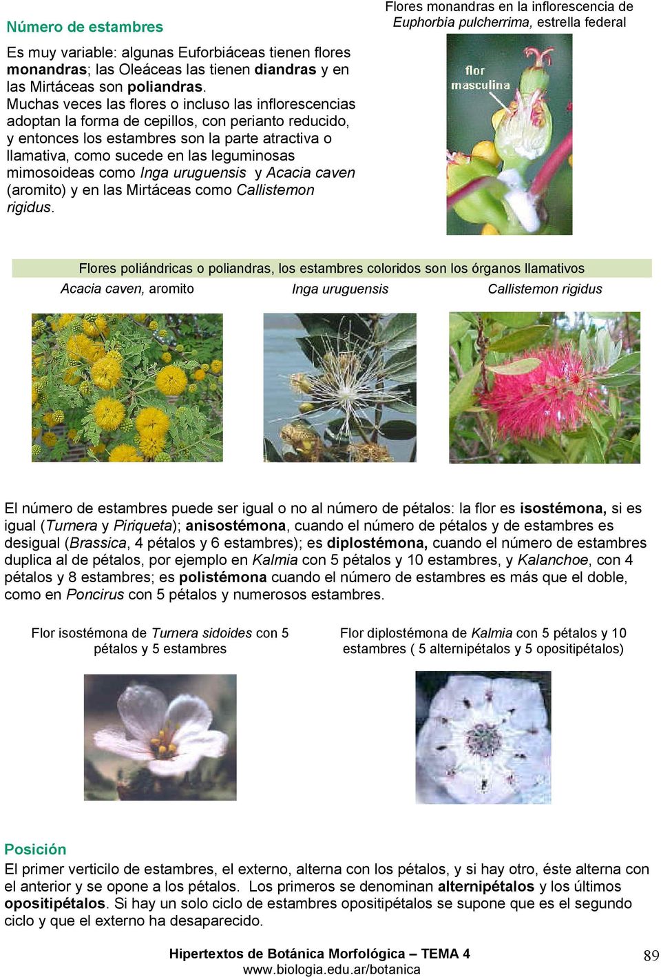 mimosoideas como Inga uruguensis y Acacia caven (aromito) y en las Mirtáceas como Callistemon rigidus.