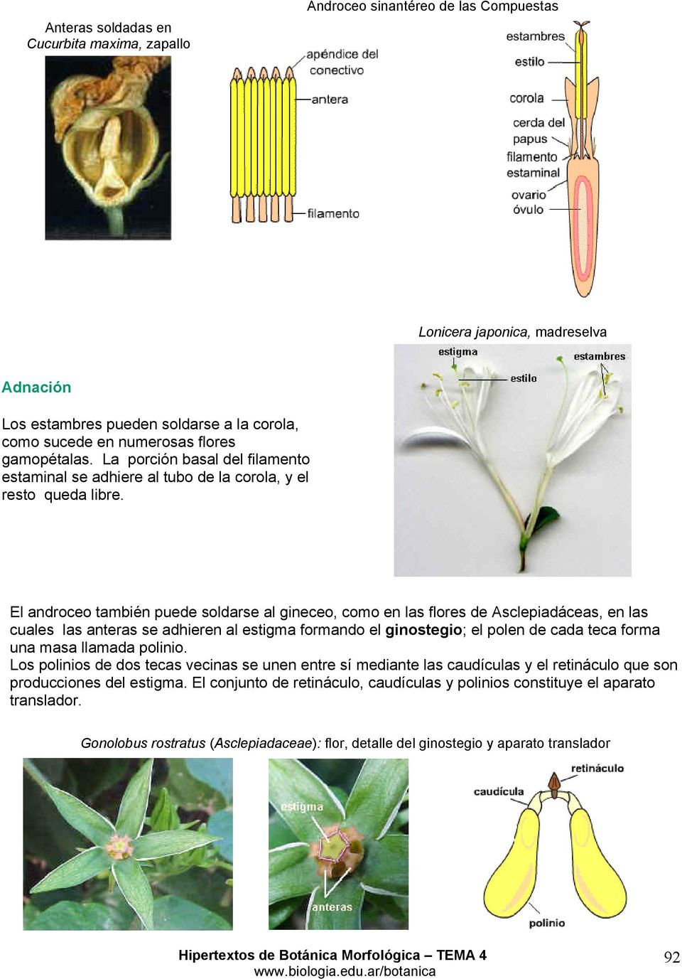 El androceo también puede soldarse al gineceo, como en las flores de Asclepiadáceas, en las cuales las anteras se adhieren al estigma formando el ginostegio; el polen de cada teca forma una masa