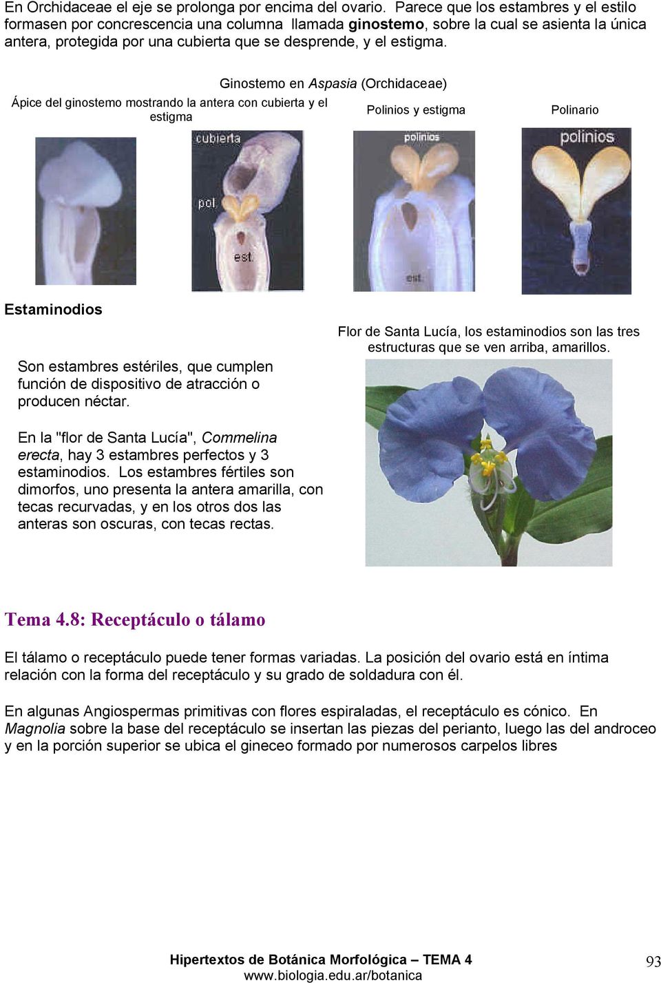 Ápice del ginostemo mostrando la antera con cubierta y el estigma Ginostemo en Aspasia (Orchidaceae) Polinios y estigma Polinario Estaminodios Son estambres estériles, que cumplen función de