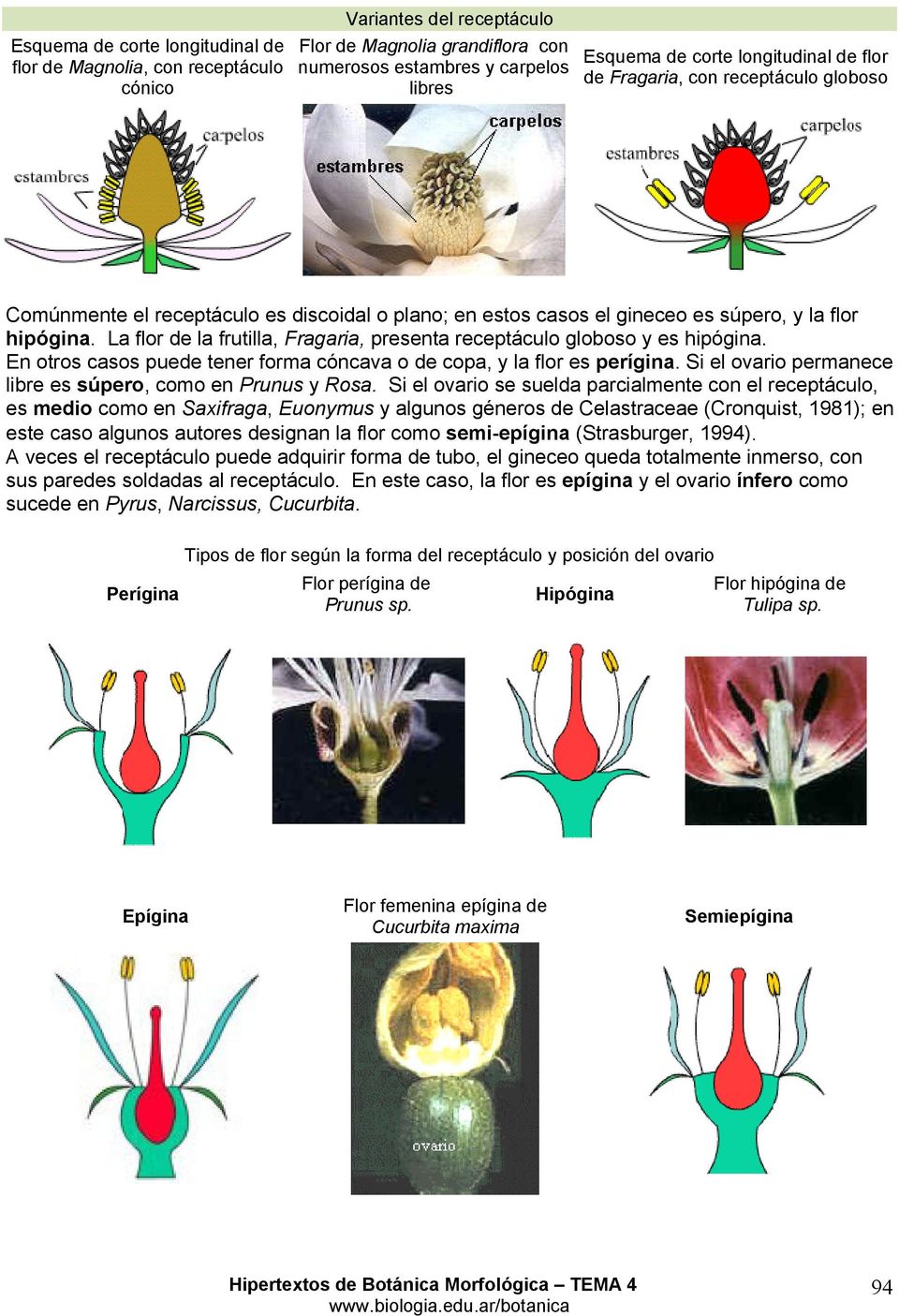 La flor de la frutilla, Fragaria, presenta receptáculo globoso y es hipógina. En otros casos puede tener forma cóncava o de copa, y la flor es perígina.