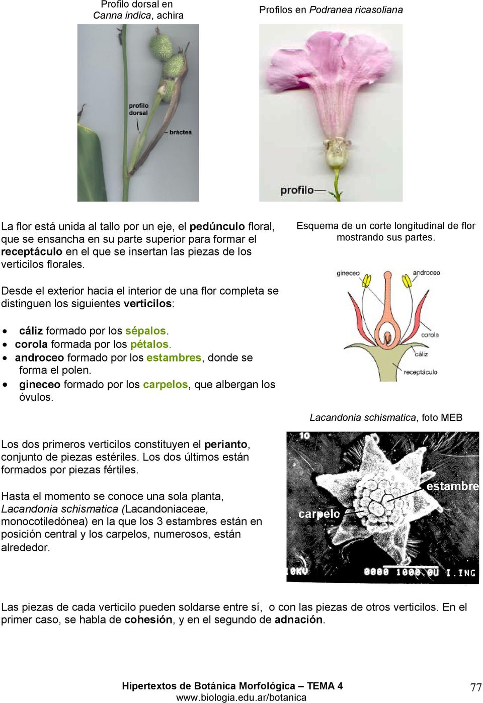Desde el exterior hacia el interior de una flor completa se distinguen los siguientes verticilos: cáliz formado por los sépalos. corola formada por los pétalos.