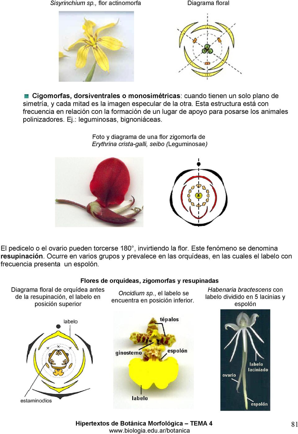Foto y diagrama de una flor zigomorfa de Erythrina crista-galli, seibo (Leguminosae) El pedicelo o el ovario pueden torcerse 180, invirtiendo la flor. Este fenómeno se denomina resupinación.