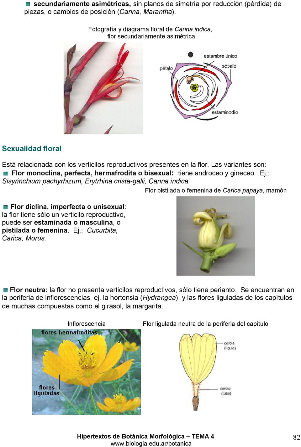 Las variantes son: Flor monoclina, perfecta, hermafrodita o bisexual: tiene androceo y gineceo. Ej.: Sisyrinchium pachyrhizum, Erytrhina crista-galli, Canna indica.