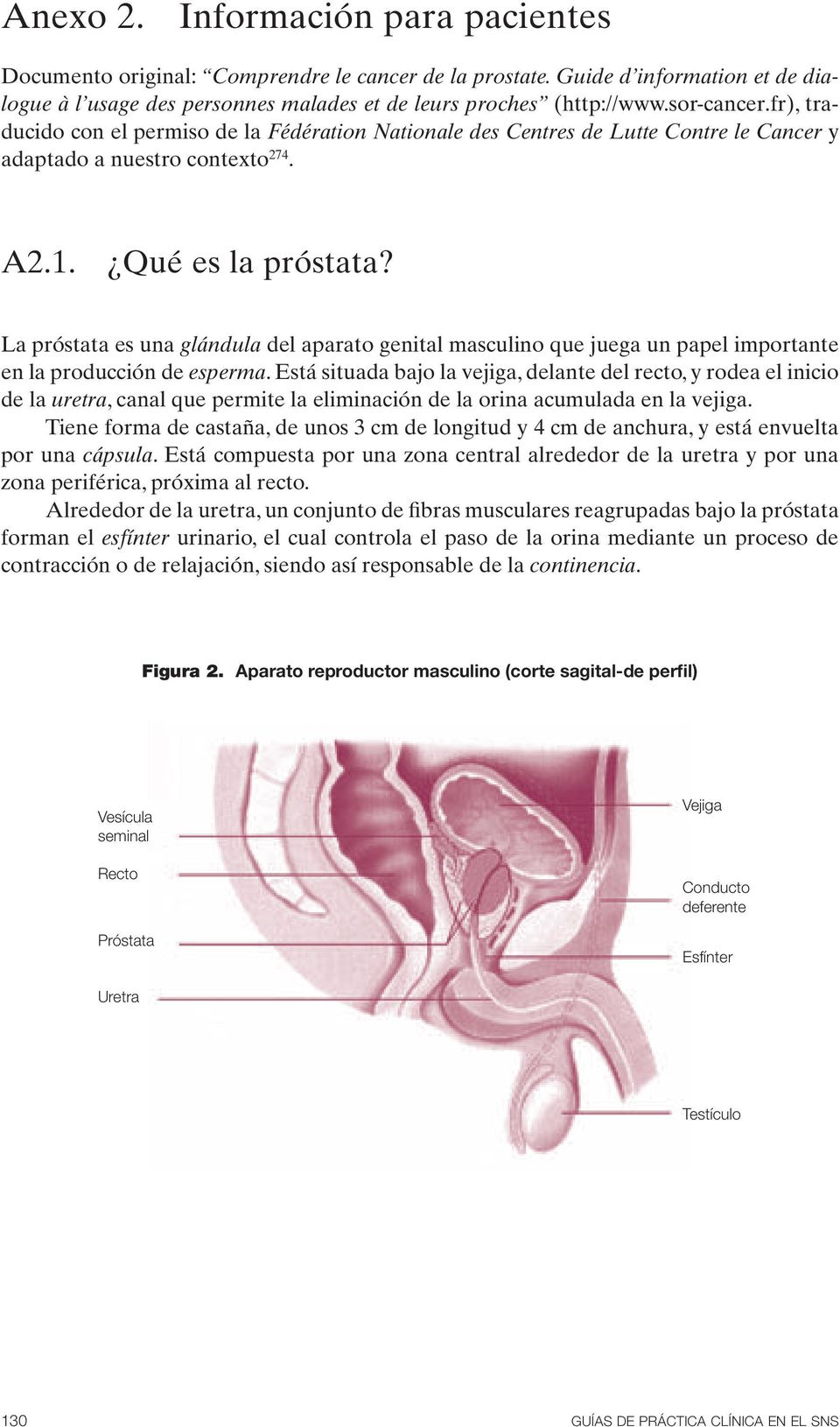 La próstata es una glándula del aparato genital masculino que juega un papel importante en la producción de esperma.