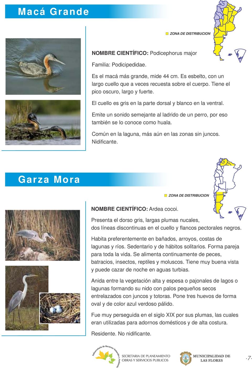 Común en la laguna, más aún en las zonas sin juncos. Nidificante. Garza Mora NOMBRE CIENTÍFICO: Ardea cocoi.