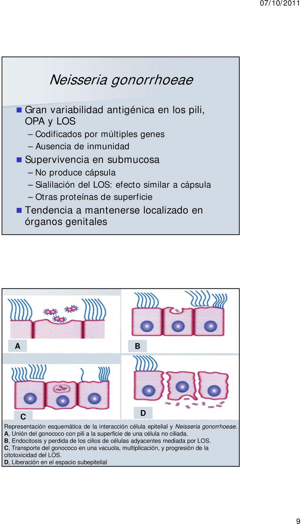 interacción célula epitelial y Neisseria gonorrhoeae. A, Unión del gonococo con pili a la superficie de una célula no ciliada.