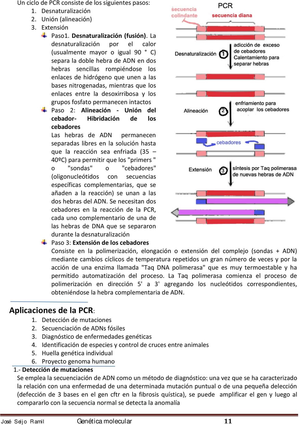 que los enlaces entre la desoxirribosa y los grupos fosfato permanecen intactos Paso 2: Alineación - Unión del cebadorhibridación de los cebadores Las hebras de ADN permanecen separadas libres en la