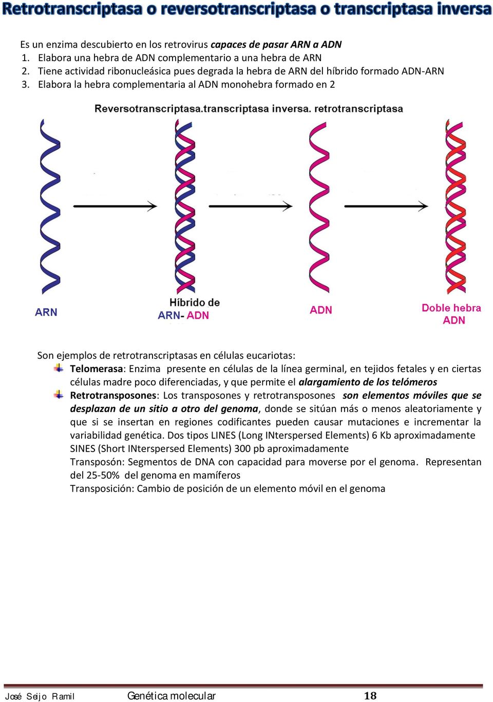 Elabora la hebra complementaria al ADN monohebra formado en 2 Son ejemplos de retrotranscriptasas en células eucariotas: Telomerasa: Enzima presente en células de la línea germinal, en tejidos