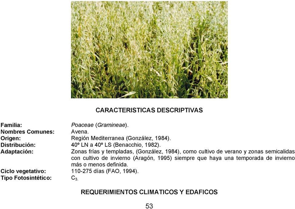 Adaptación: Ciclo vegetativo: 110-275 días (FAO, 1994). Tipo Fotosintético: C 3.