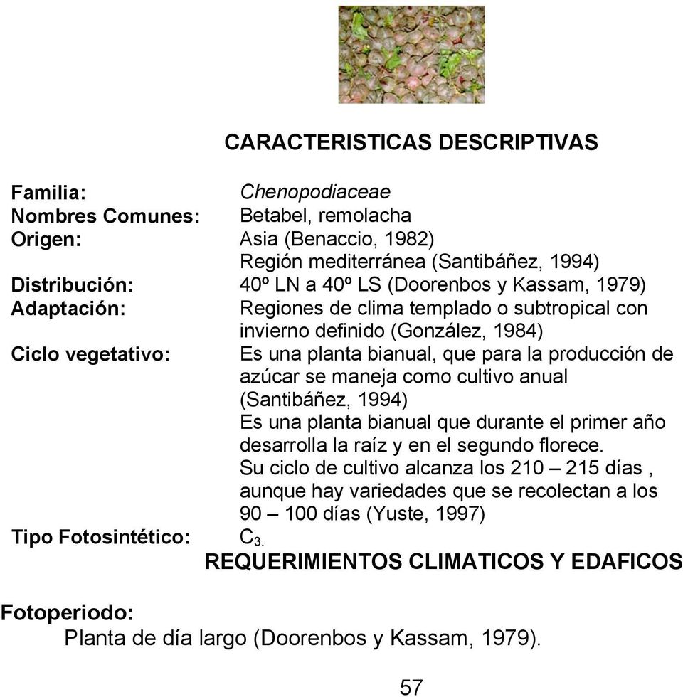 azúcar se maneja como cultivo anual (Santibáñez, 1994) Es una planta bianual que durante el primer año desarrolla la raíz y en el segundo florece.