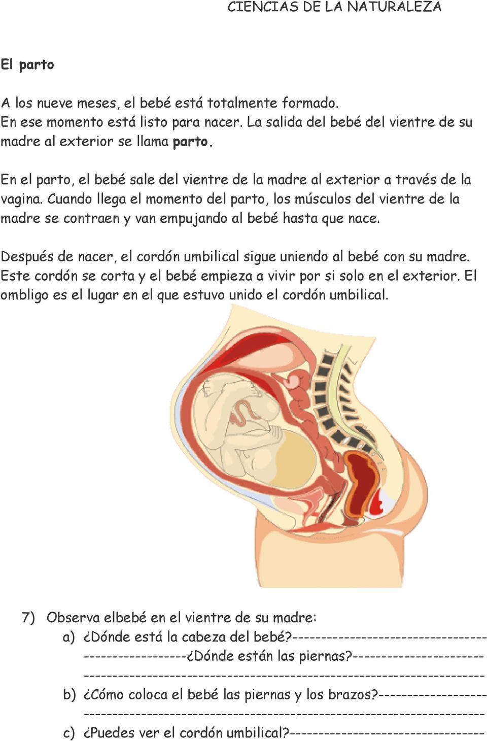 Cuando llega el momento del parto, los músculos del vientre de la madre se contraen y van empujando al bebé hasta que nace. Después de nacer, el cordón umbilical sigue uniendo al bebé con su madre.