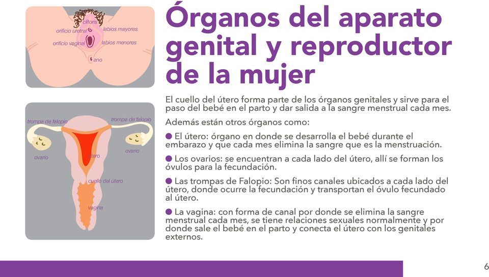 Además están otros órganos como: l El útero: órgano en donde se desarrolla el bebé durante el embarazo y que cada mes elimina la sangre que es la menstruación.
