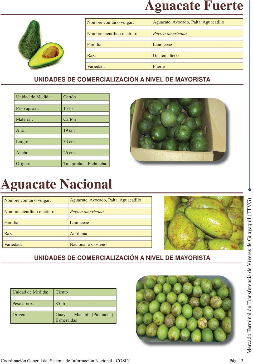 Pichincha Aguacate Nacional Raza: Variedad: Ciento 85 lb Aguacate, Avocado, Palta,