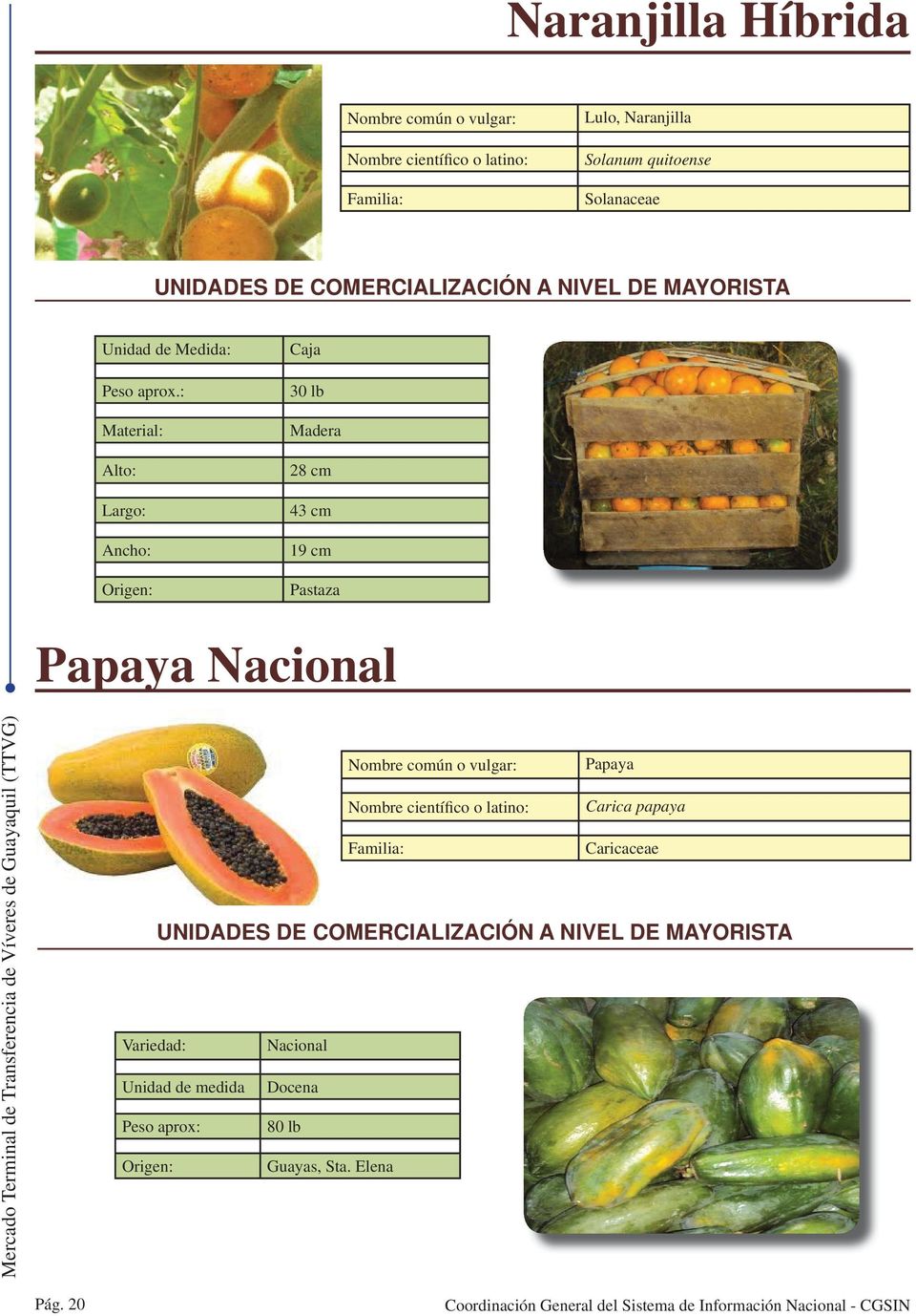 Papaya Nacional Papaya Carica papaya Caricaceae Variedad: