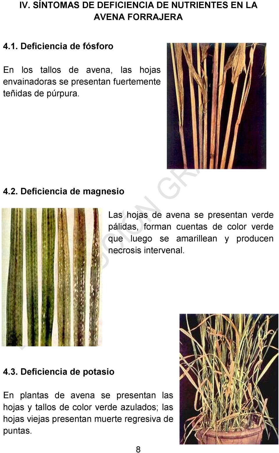 Deficiencia de magnesio Las hojas de avena se presentan verde pálidas, forman cuentas de color verde que luego se amarillean y
