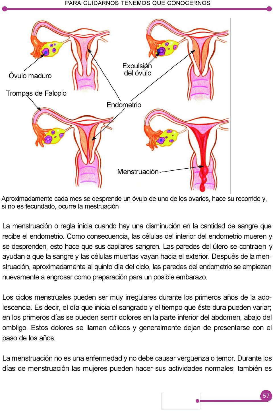 Como consecuencia, las células del interior del endometrio mueren y se desprenden, esto hace que sus capilares sangren.