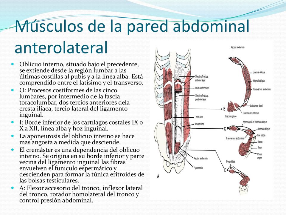 O: Procesos costiformes de las cinco lumbares, por intermedio de la fascia toracolumbar, dos tercios anteriores dela cresta ilíaca, tercio lateral del ligamento inguinal.