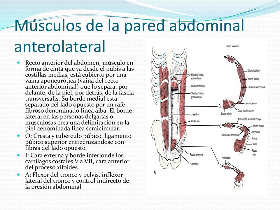 El borde lateral en las personas delgadas o musculosas crea una delimitación en la piel denominada línea semicircular.