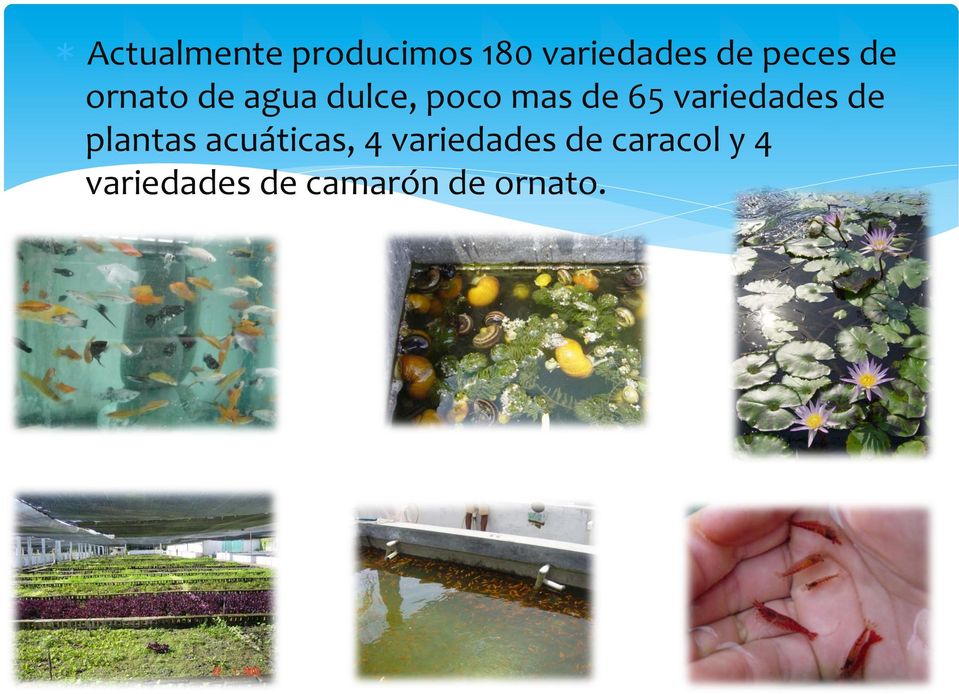 variedades de plantas acuáticas, 4 variedades