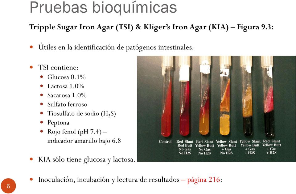  Identificación bioquímica de los bacilos Gram-negativos Capítulo 9. Iván  Ferrer Rodríguez, PhD Catedrático - PDF Free Download