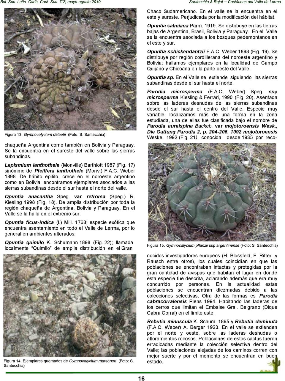 De hábito epifito, crece en el noroeste argentino como en Bolivia; encontramos ejemplares asociados a las sierras subandinas desde el sur hasta el norte del valle. Opuntia anacantha Speg.