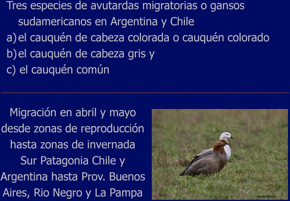 cauquén común Migración en abril y mayo desde zonas de reproducción hasta zonas de