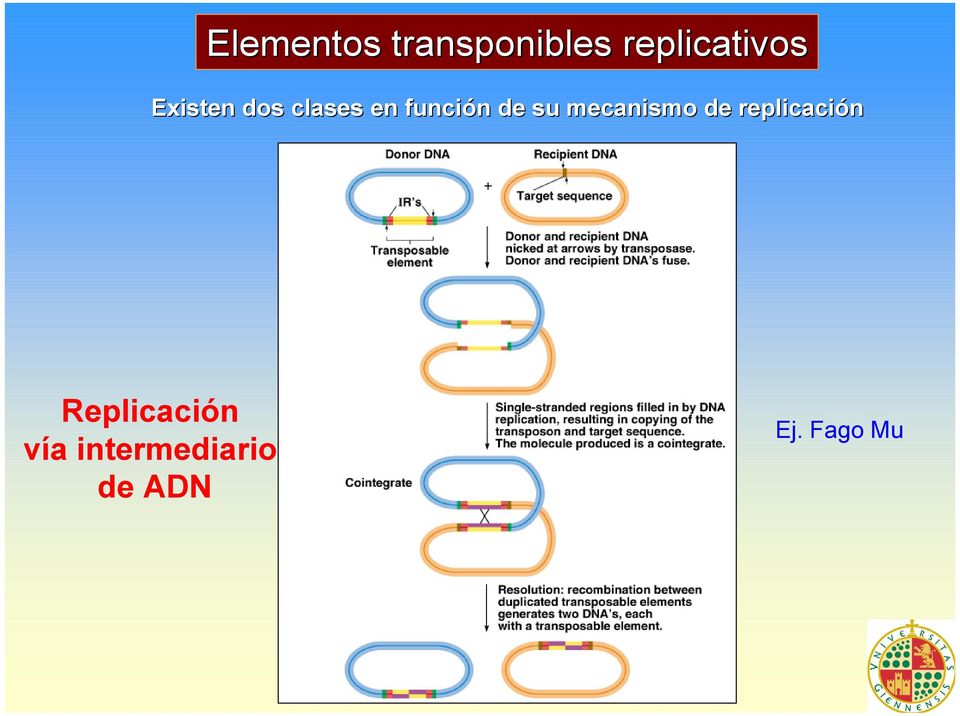 mecanismo de replicación Replicación