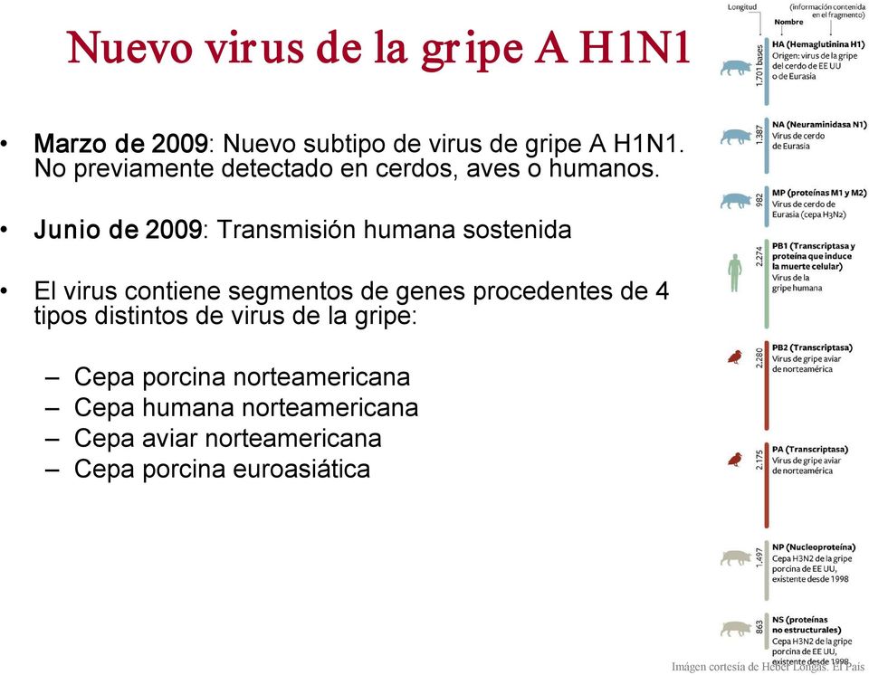 Junio de 2009: Transmisión humana sostenida El virus contiene segmentos de genes procedentes de 4 tipos