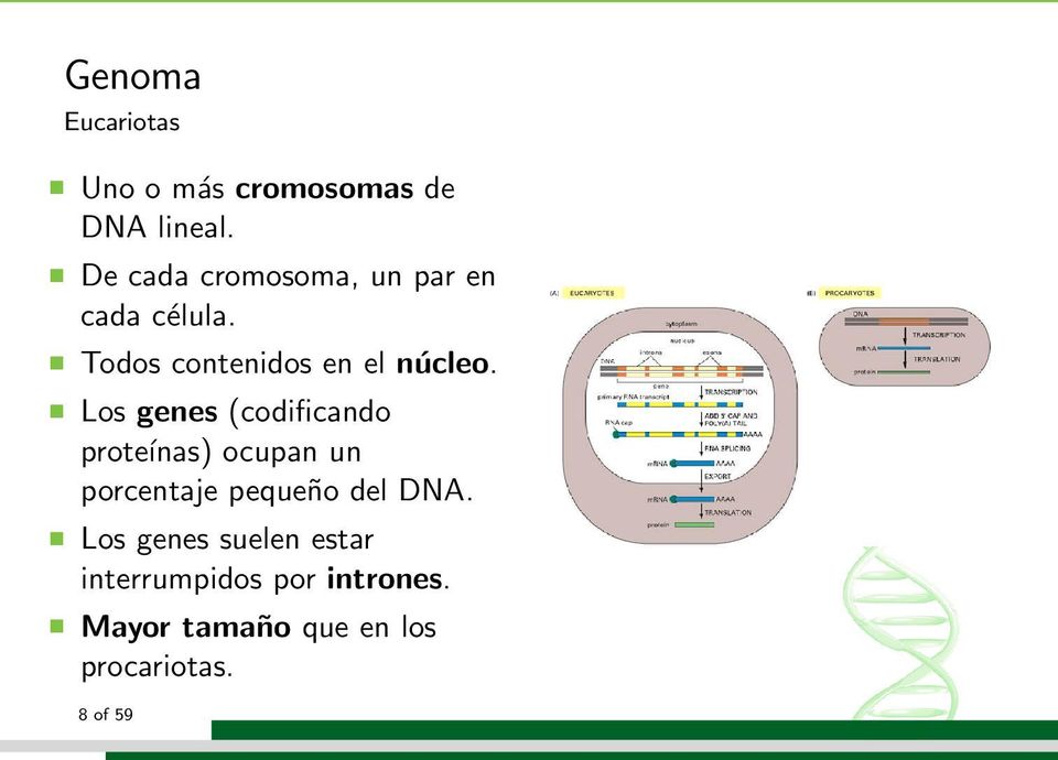 Los genes (codificando proteínas) ocupan un porcentaje pequeño del DNA.