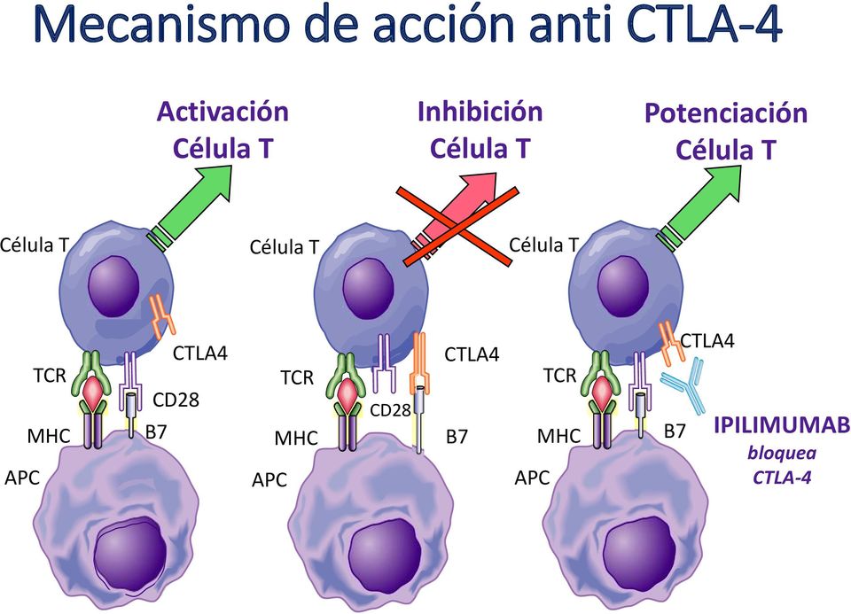 Célula T Célula T APC TCR MHC CD28 B7 CTLA4 APC TCR