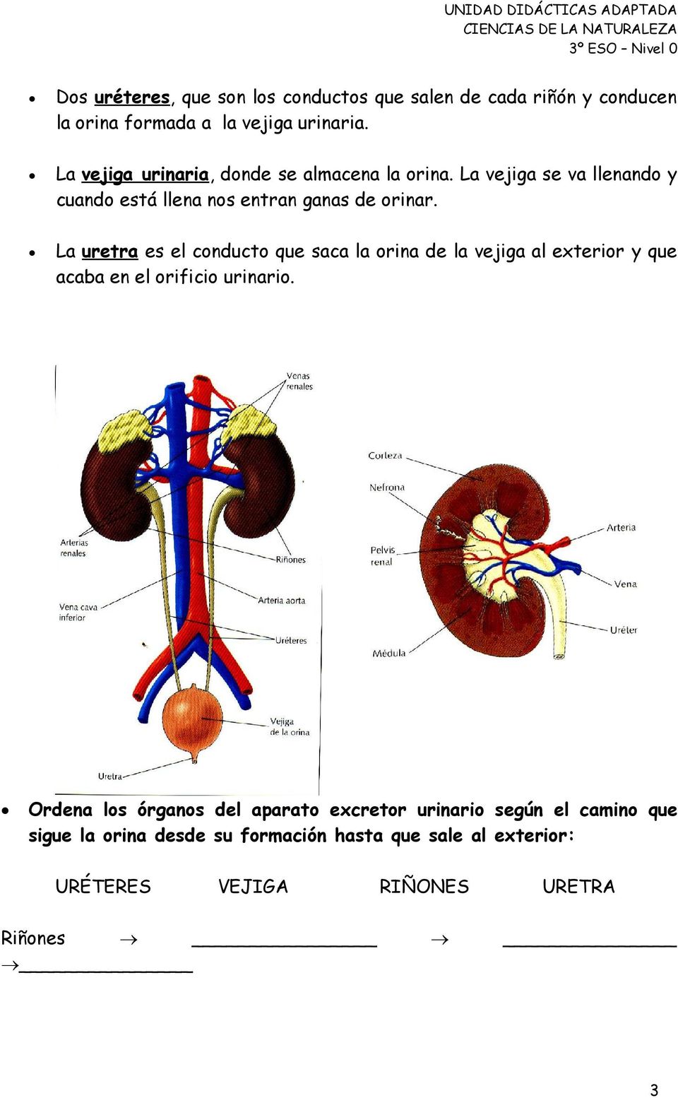 La uretra es el conducto que saca la orina de la vejiga al exterior y que acaba en el orificio urinario.